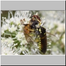 Tenthredo notha - Blattwespe 07a mit Hainschwebfliege.jpg